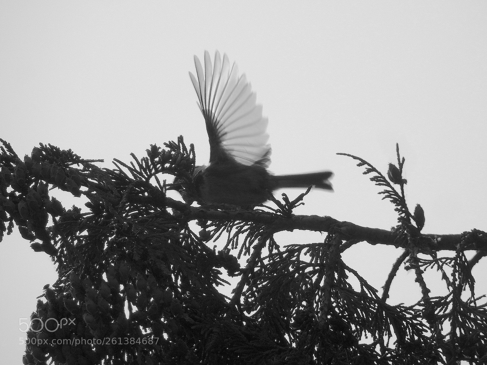Nikon Coolpix P900 sample photo. Black capped chickadee photography