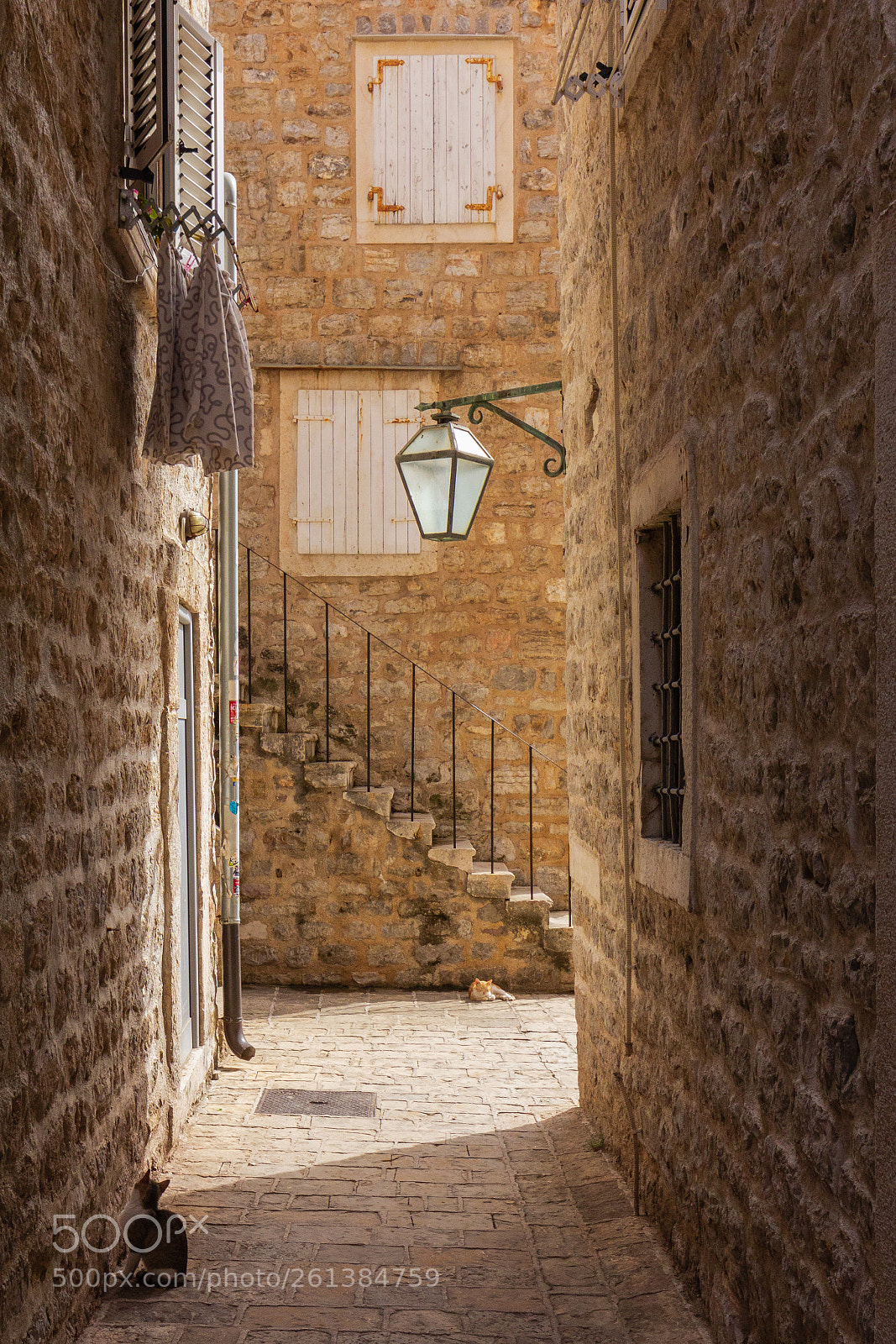 Canon EOS 60D sample photo. Alley cat photography