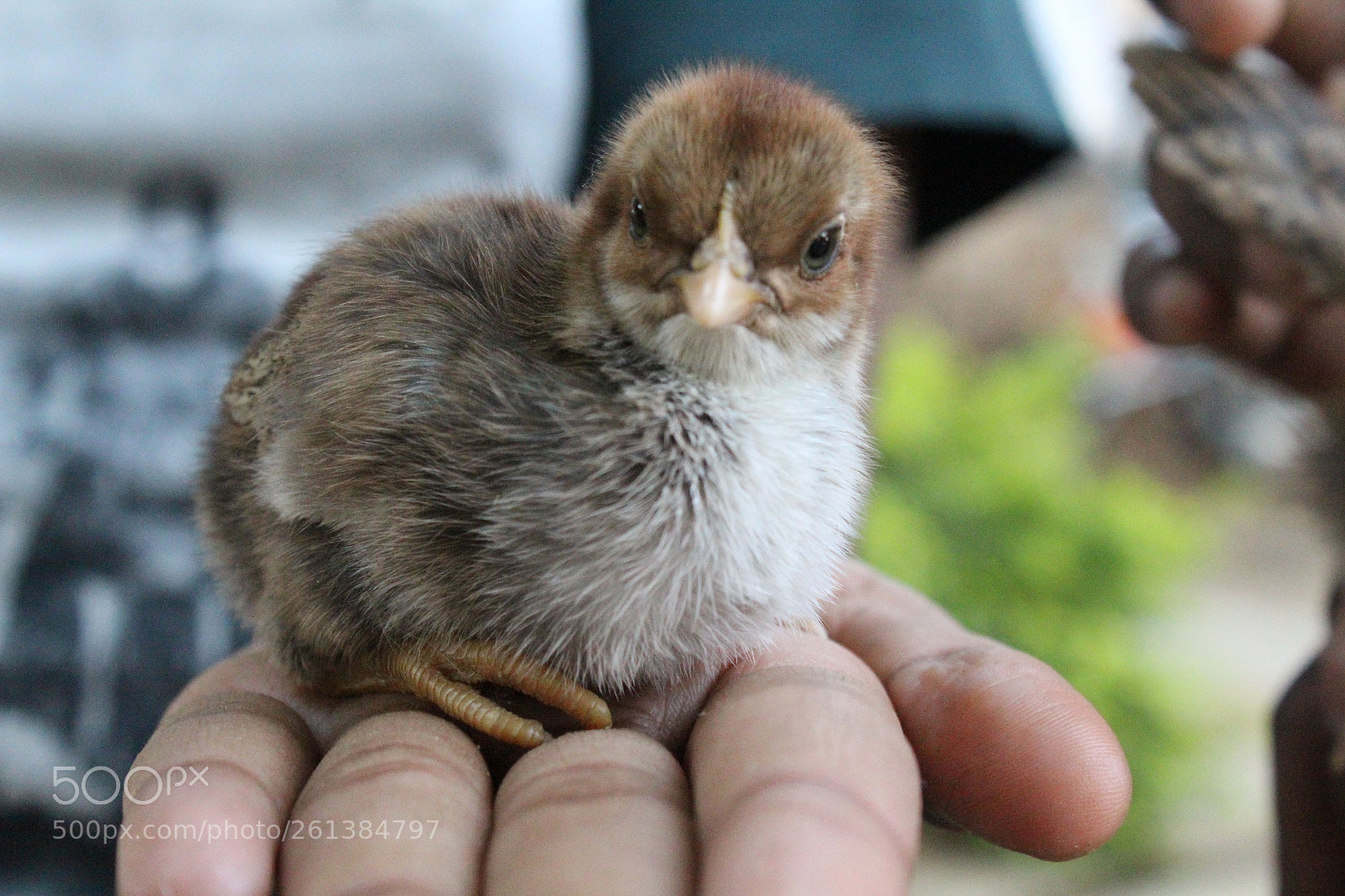 Canon EOS 1300D (EOS Rebel T6 / EOS Kiss X80) sample photo. Cute chick sitting on photography
