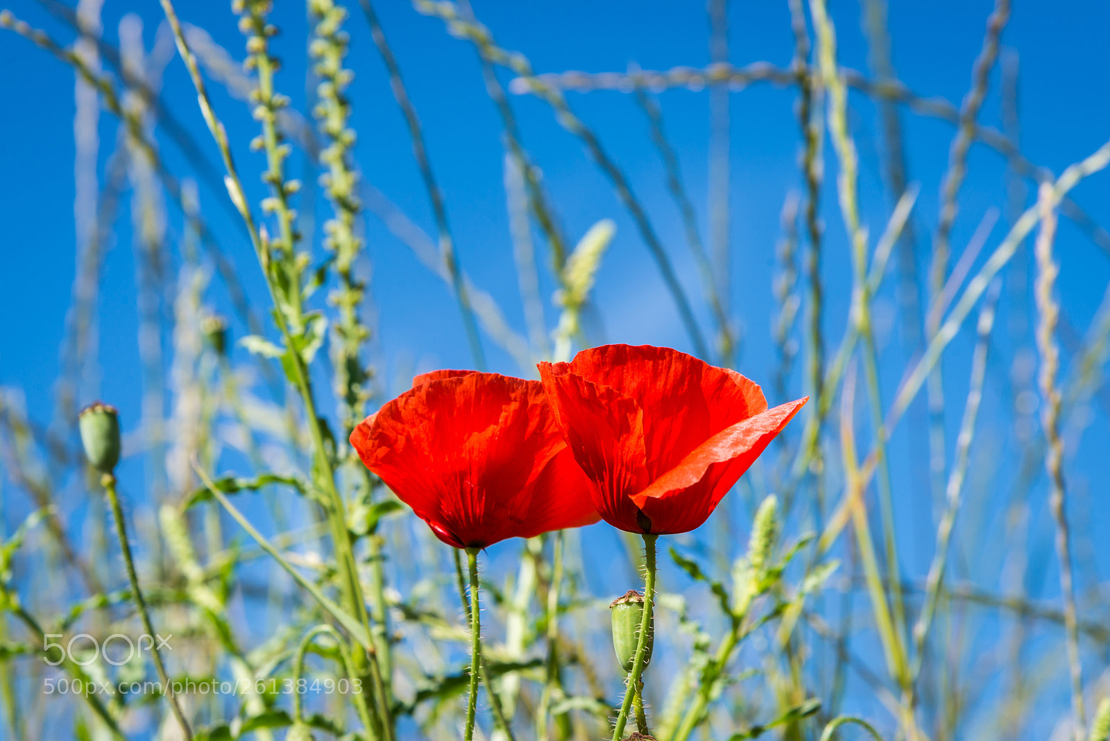 Nikon D610 sample photo. Calling for summer at photography