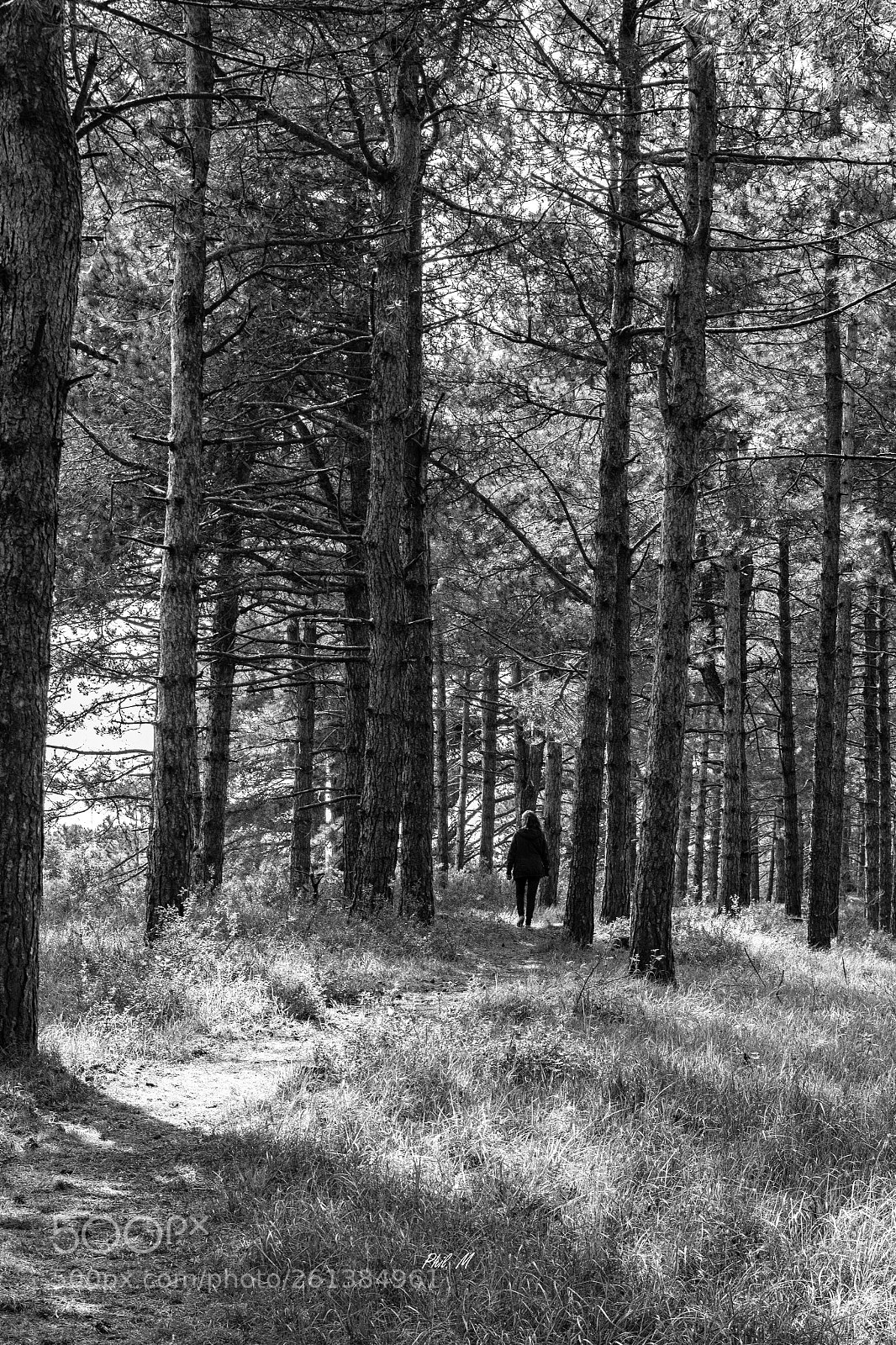Canon EOS 1200D (EOS Rebel T5 / EOS Kiss X70 / EOS Hi) sample photo. Promenade en forêt photography