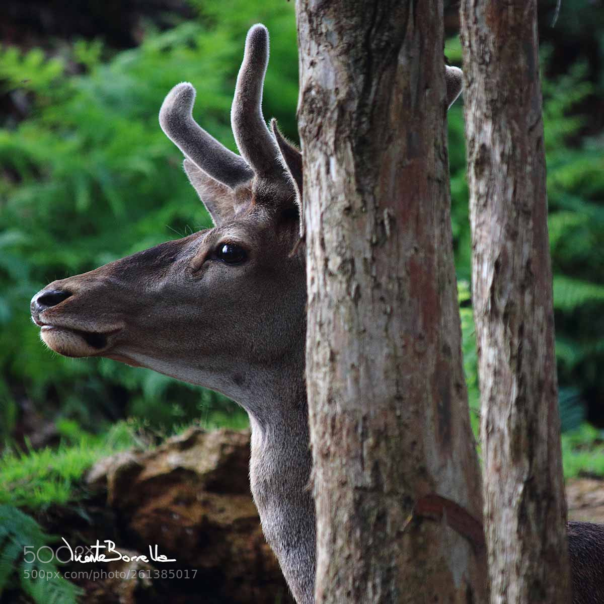 Canon EOS 70D sample photo. Ciervo photography