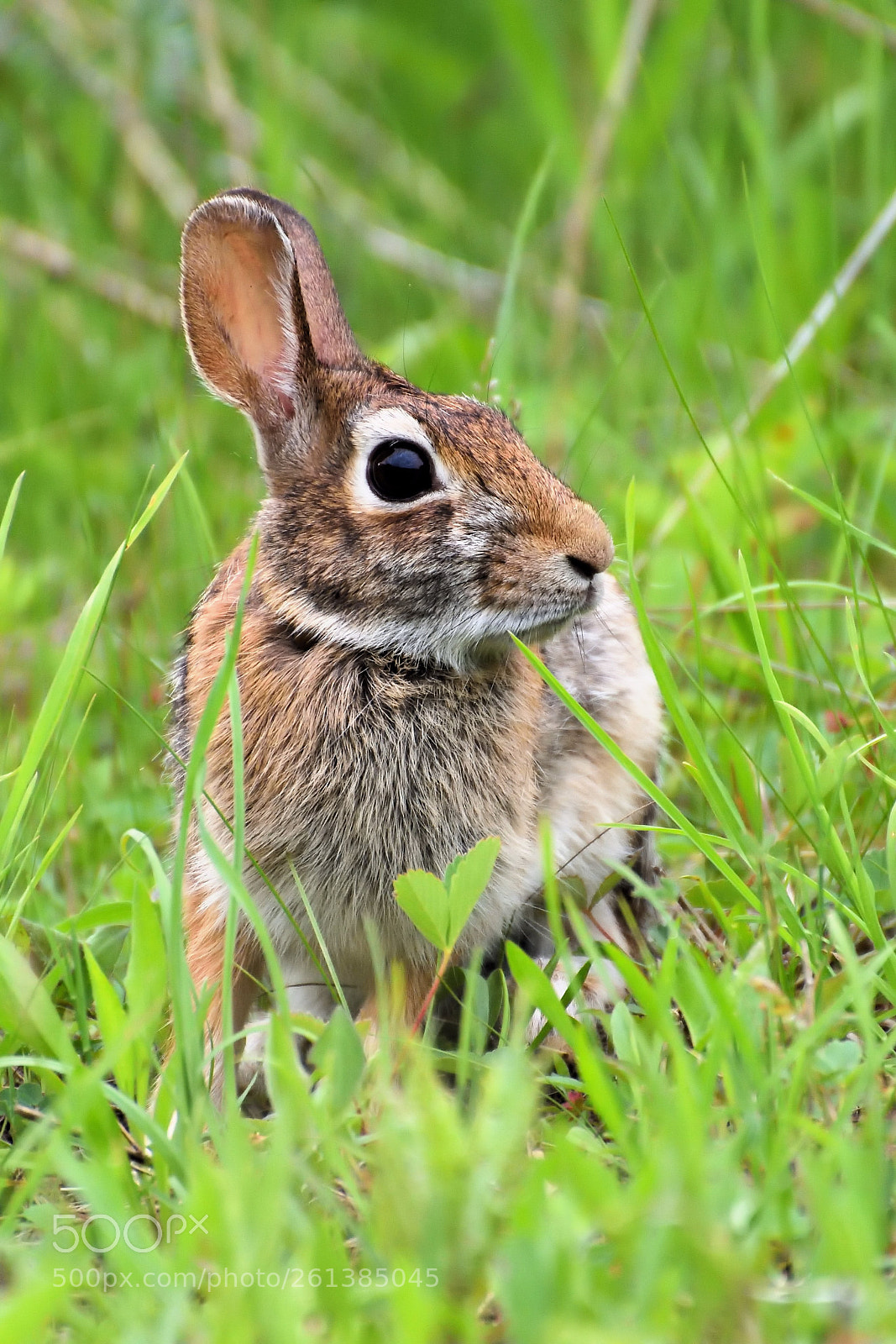 Nikon D7200 sample photo. Rabbit photography
