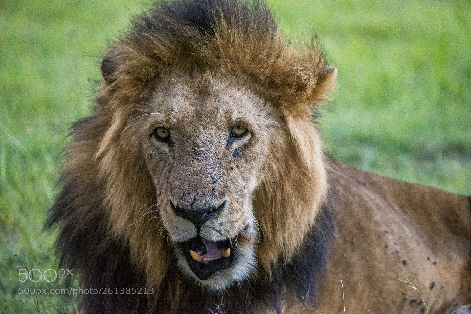 Nikon D750 sample photo. Fight with lion..... photography