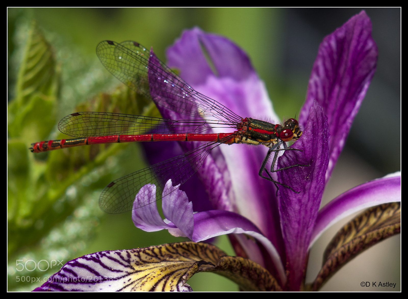 Nikon D200 sample photo. Damselfly on iris flower photography