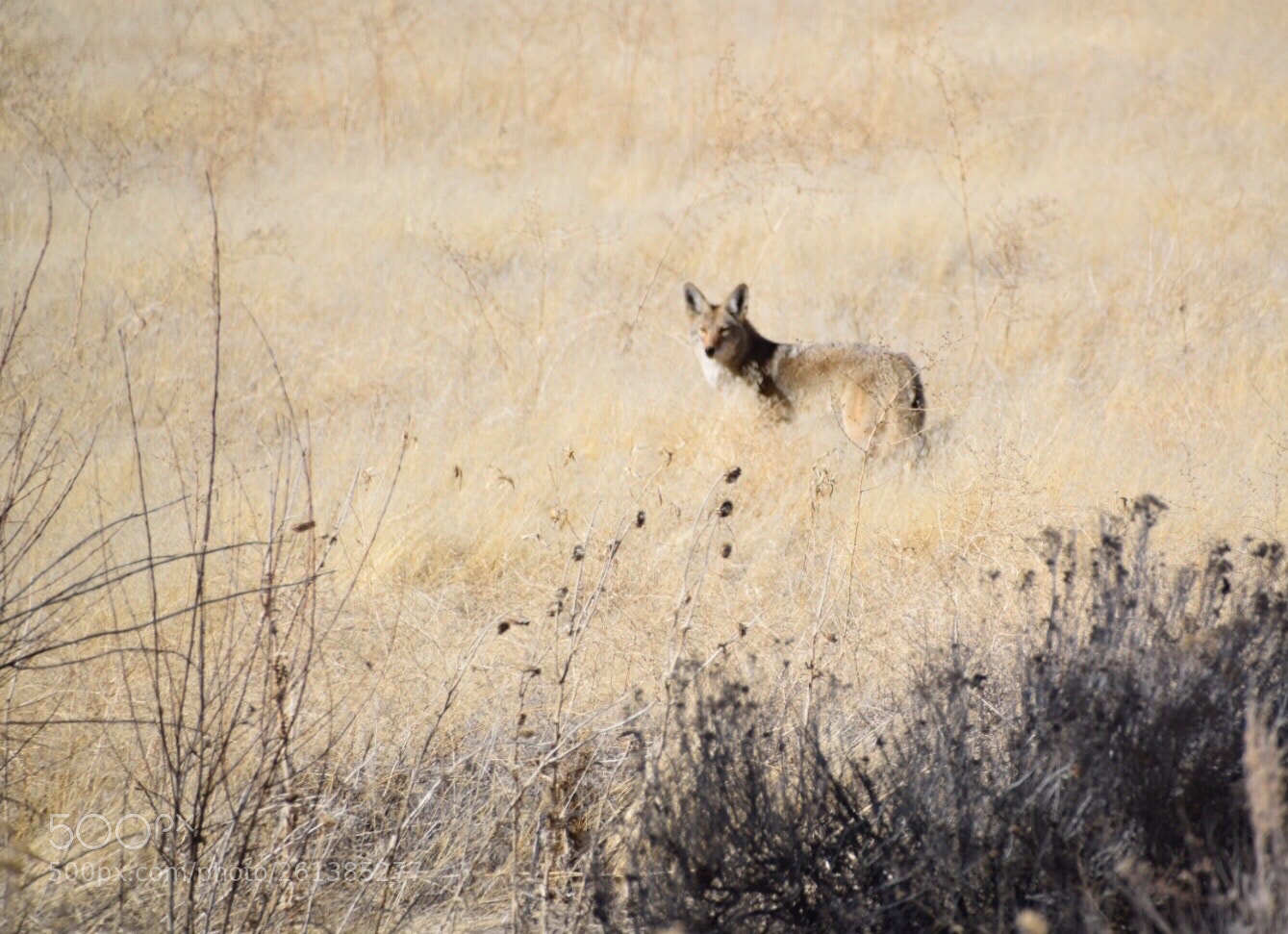 Nikon D5300 sample photo. Coyote  photography