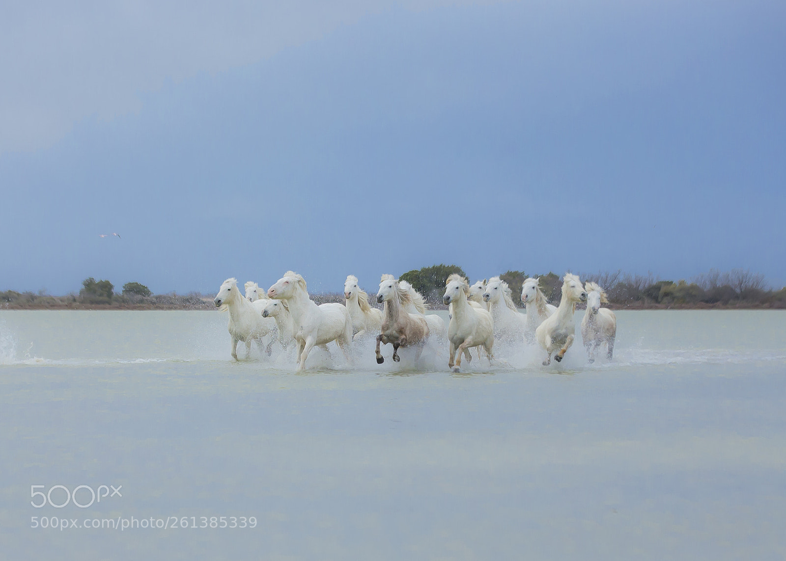 Canon EOS-1D X sample photo. White horses in the photography