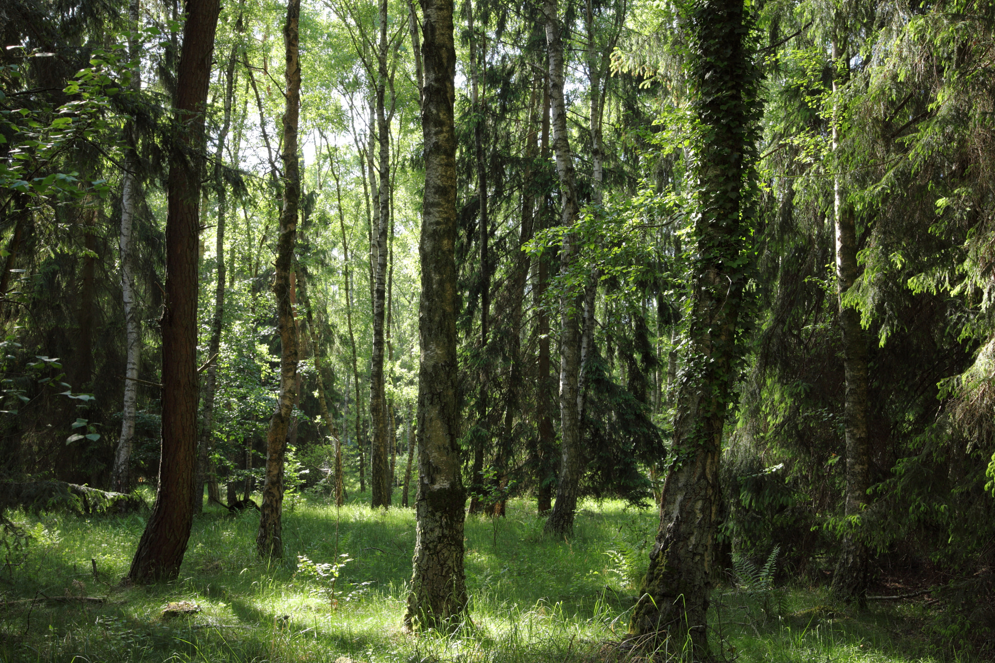Canon EOS 5D Mark II sample photo. The birch trees photography