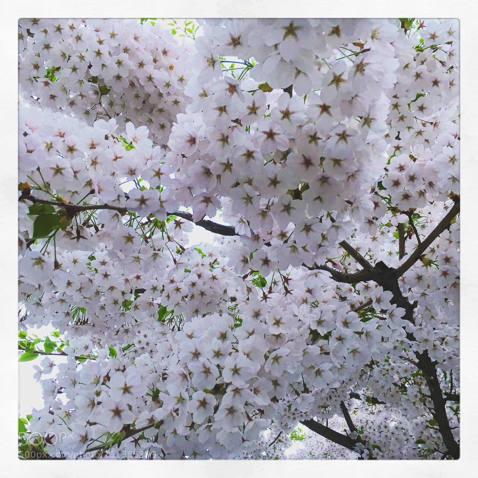 Apple iPhone 6s sample photo. Untitled photography