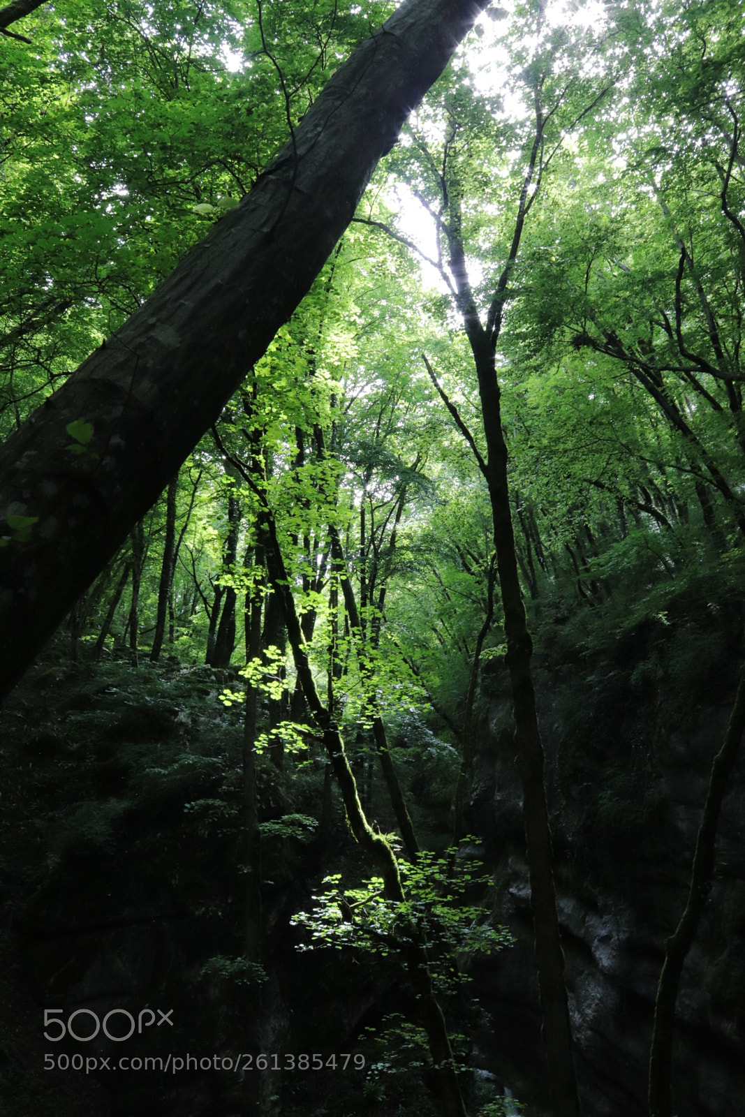 Canon EOS 200D (EOS Rebel SL2 / EOS Kiss X9) sample photo. Forest photography