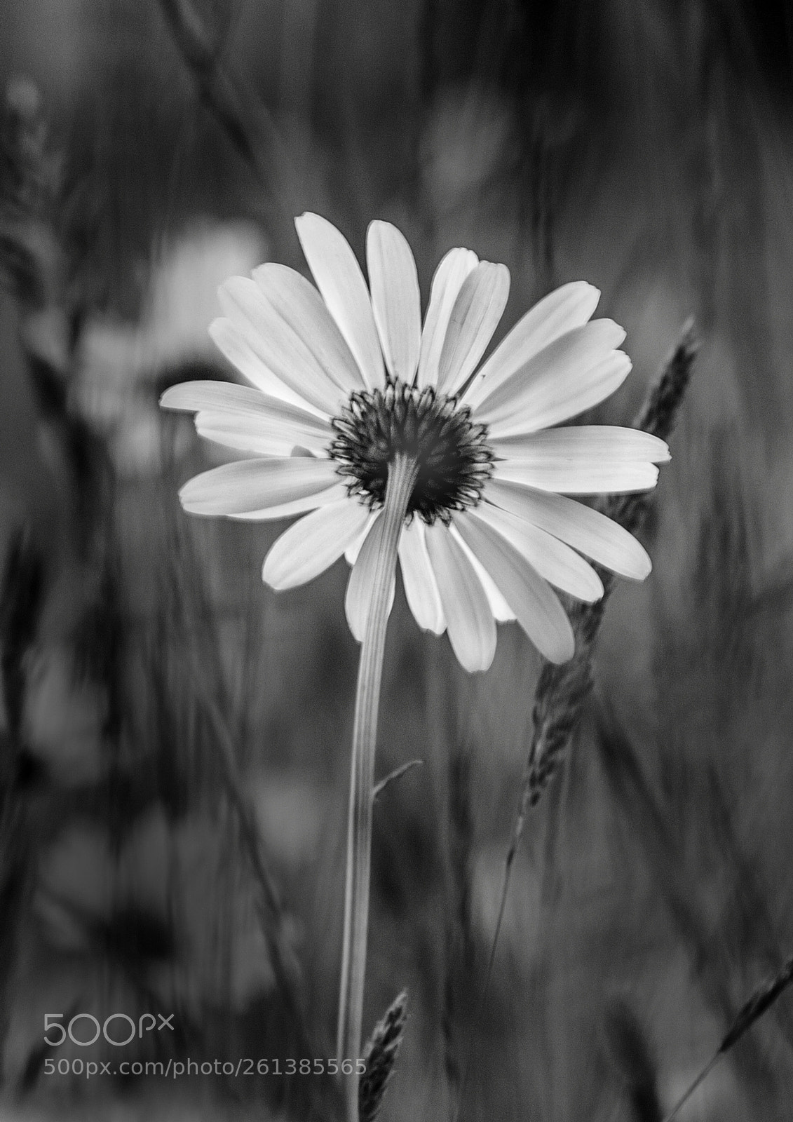 Canon EOS 450D (EOS Rebel XSi / EOS Kiss X2) sample photo. Ox eye daisy photography