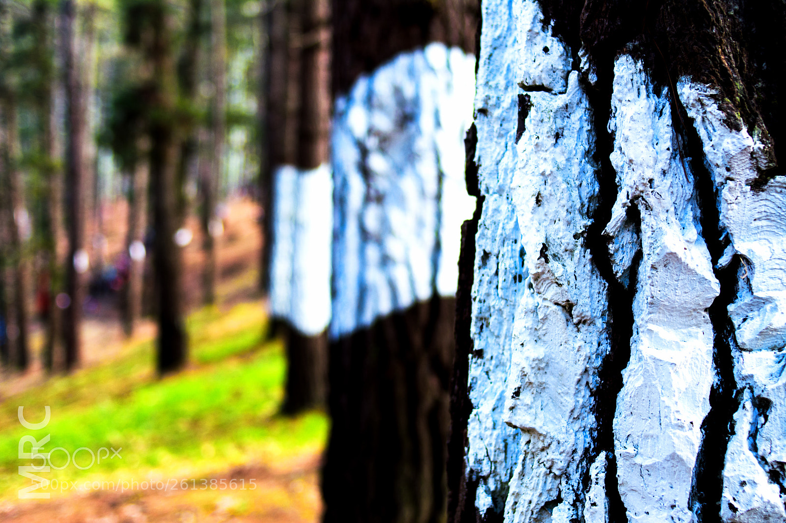 Nikon D5200 sample photo. Focus photography