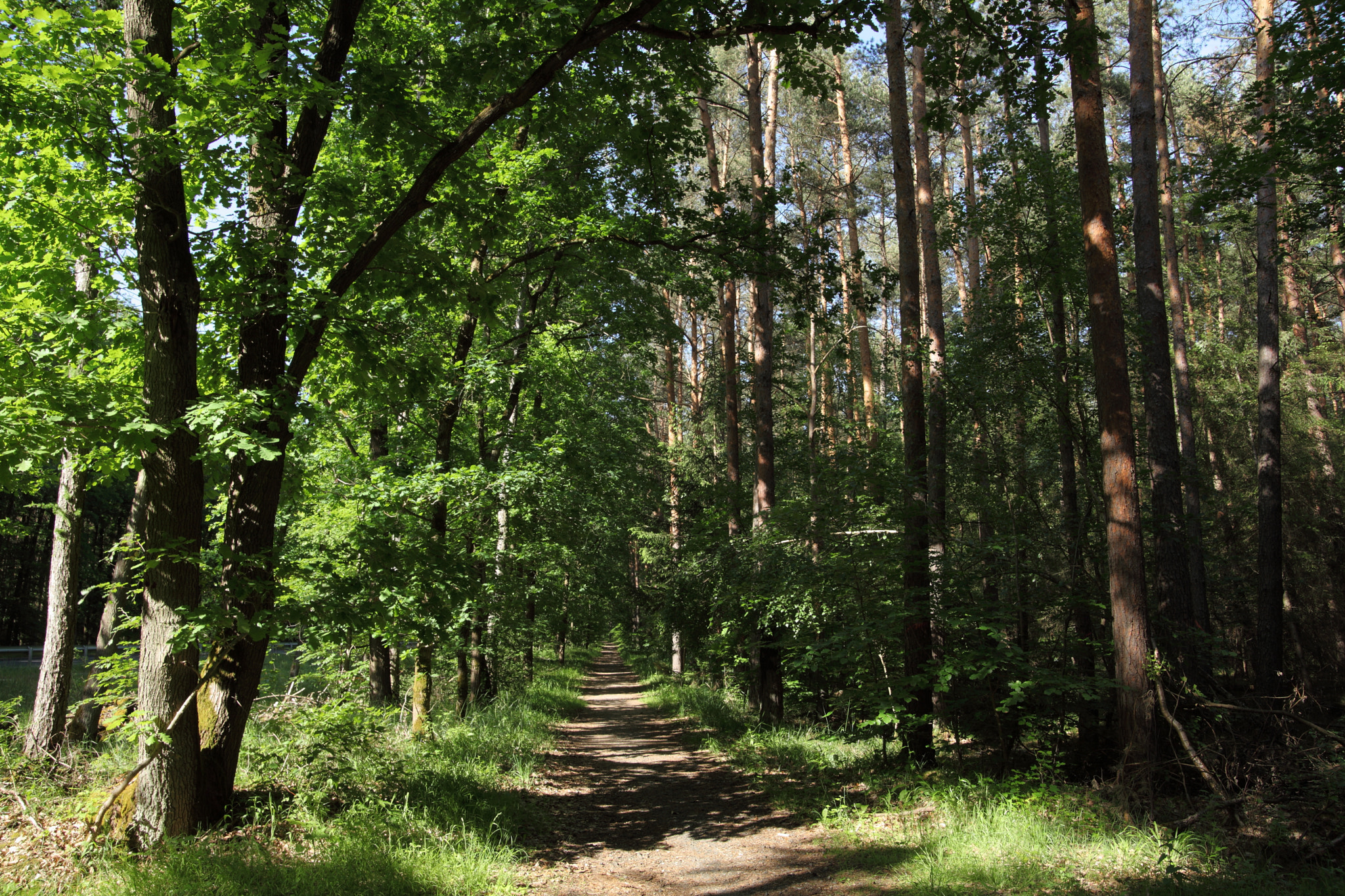 Canon EOS 5D Mark II sample photo. The sunny hiking trail photography