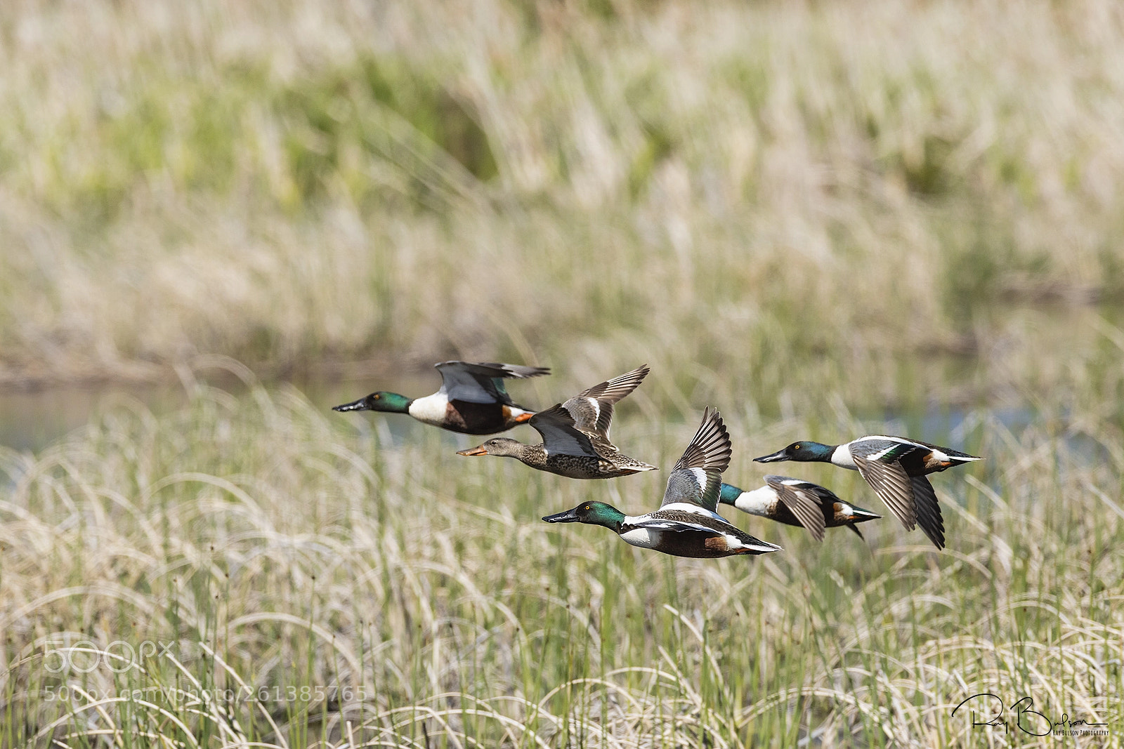 Canon EOS 5D Mark IV sample photo. Northern shovelers photography