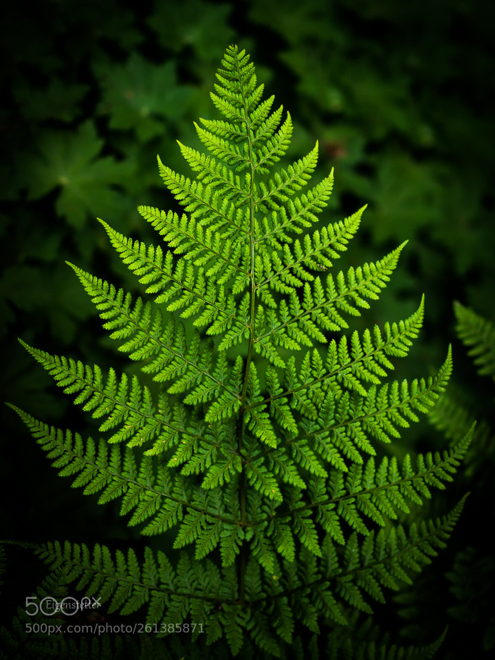 Pentax K-30 sample photo. Green photography