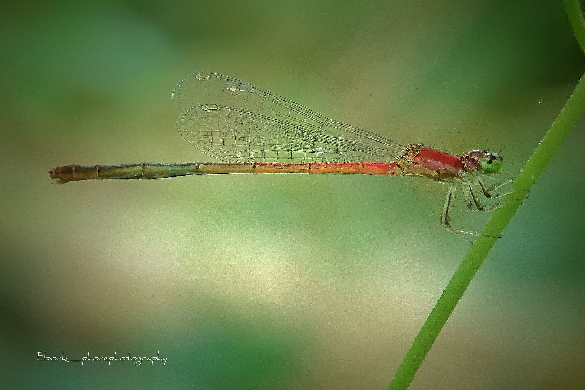 Sony Xperia Z3+ sample photo. Dragonfly photography