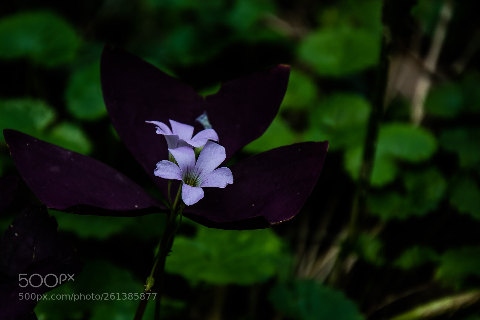 Nikon D500 sample photo. Purple photography