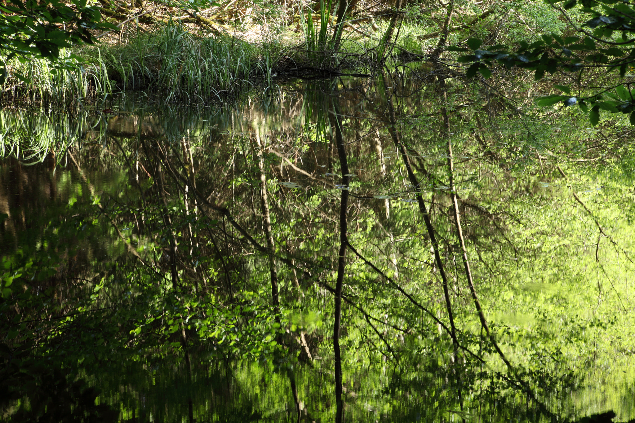 Canon EOS 5D Mark II sample photo. The pond reflections photography