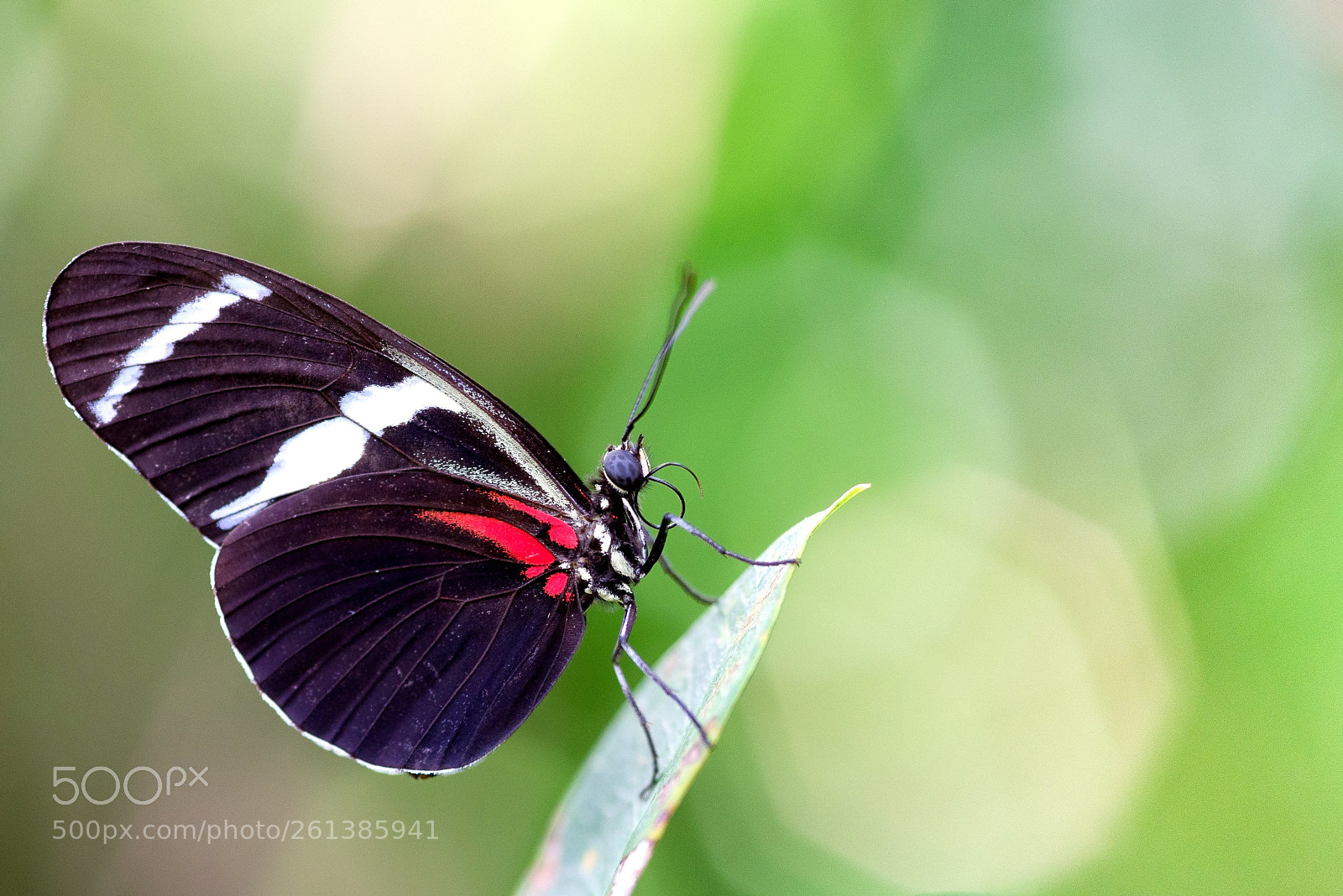 Nikon D610 sample photo. Colors and dreams photography