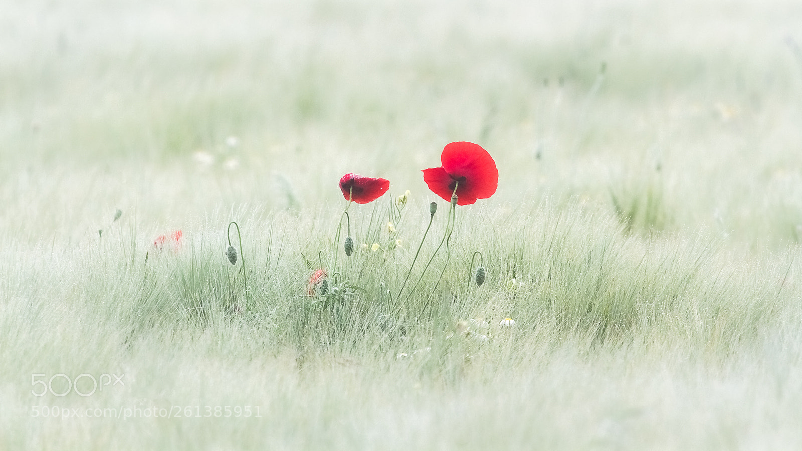Canon EOS 7D sample photo. My poppies photography