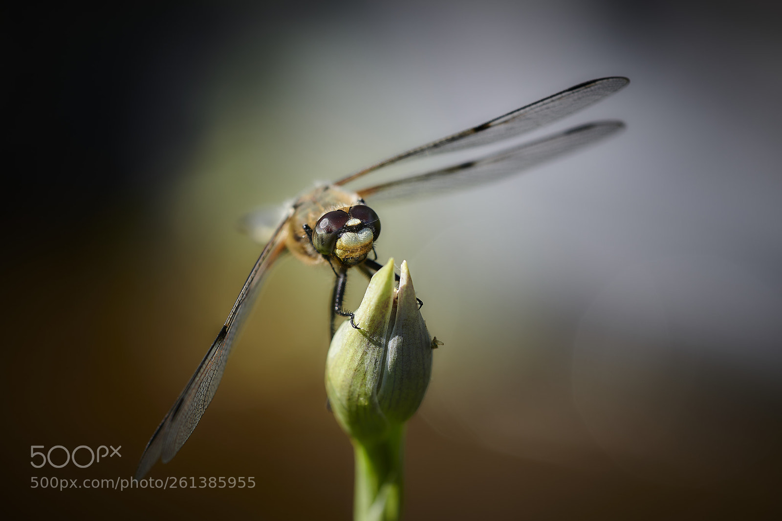 Nikon D850 sample photo. The hunter photography