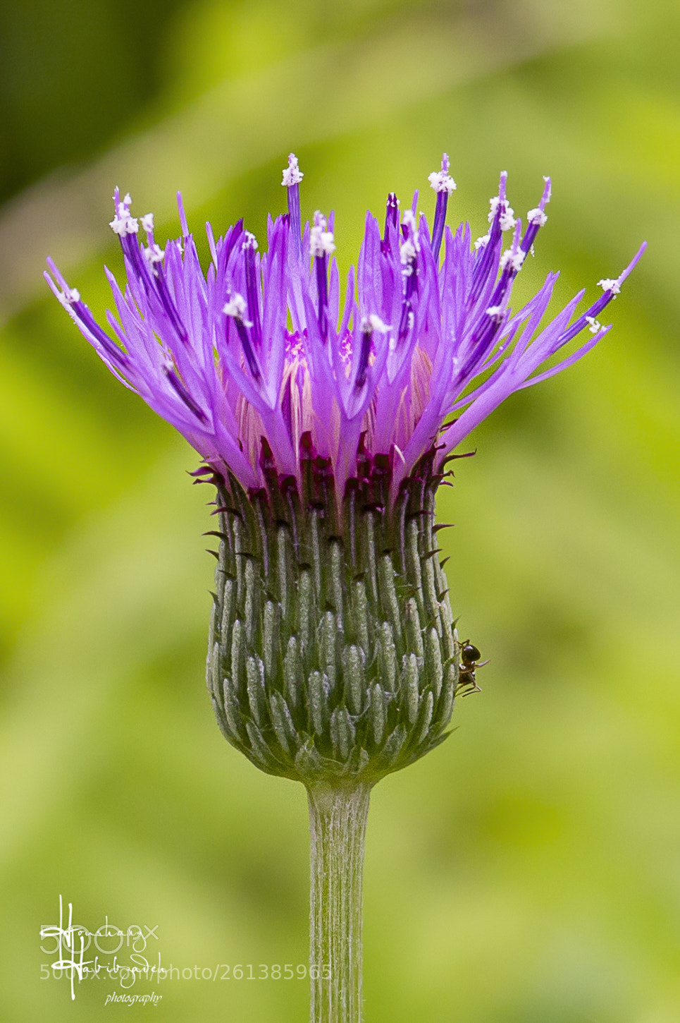 Canon EOS 6D sample photo. Spear thistle photography
