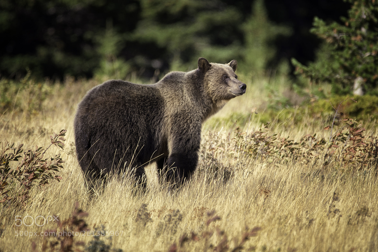 Canon EOS 6D sample photo. A bear photography