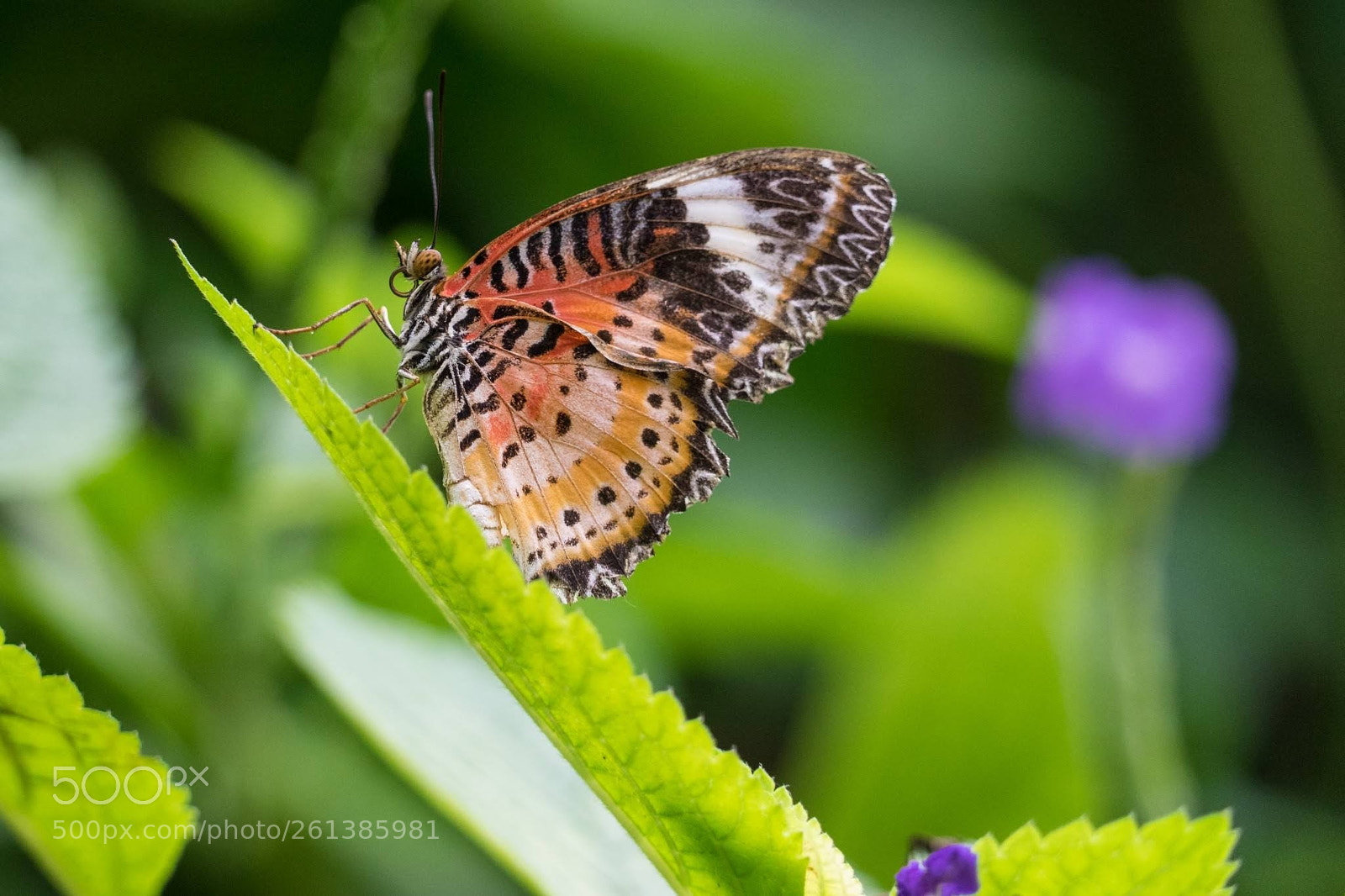 Sony a7 II sample photo. Schmetterling photography