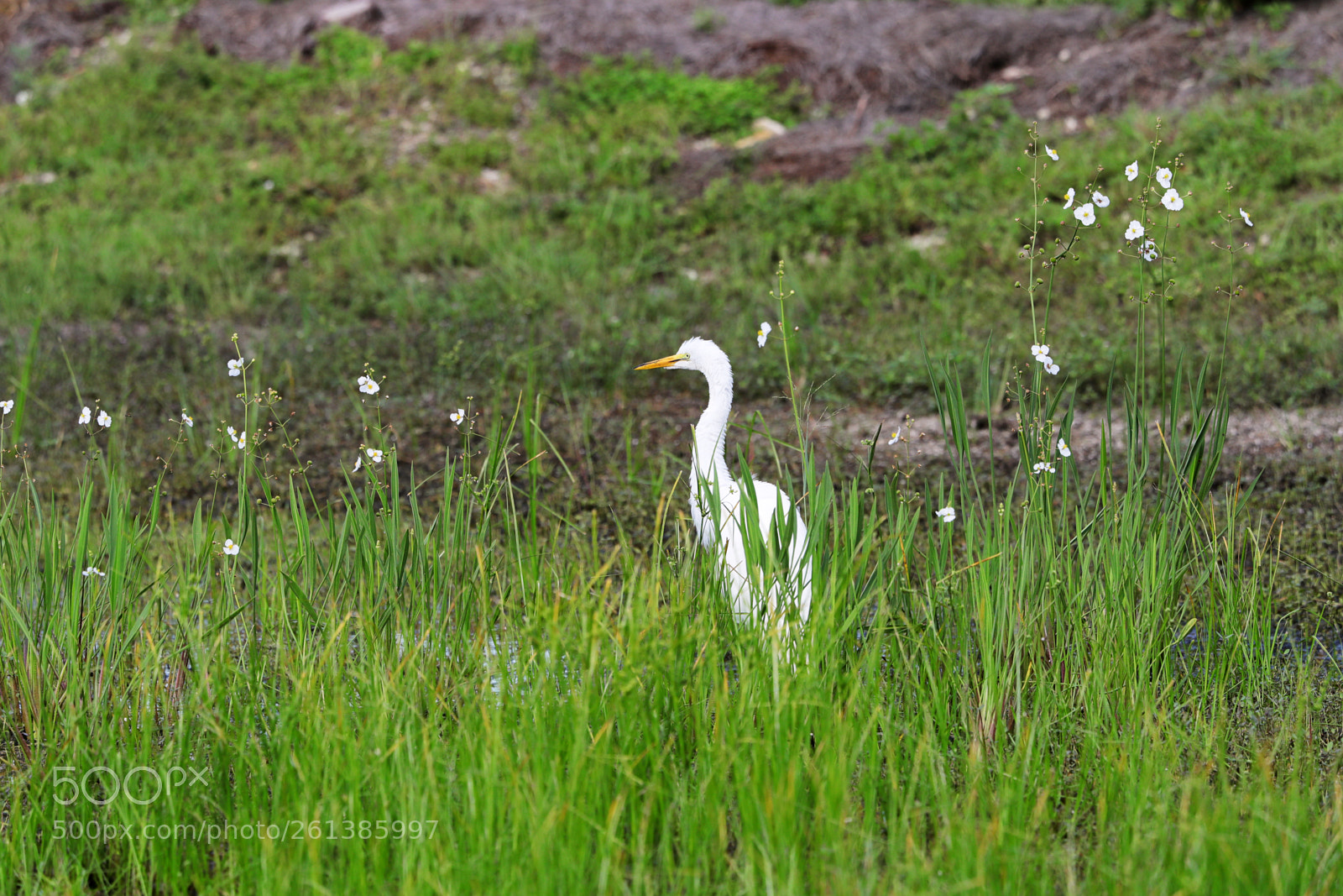 Canon EOS-1D X Mark II sample photo. 06-08-18-0021649.jpg photography