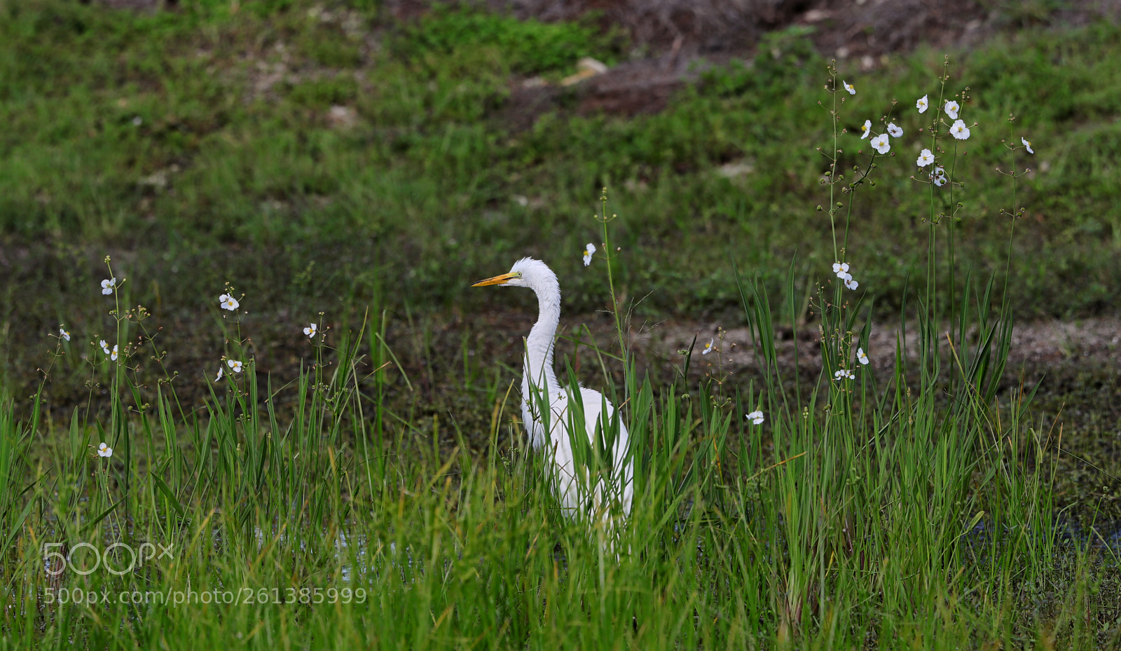 Canon EOS-1D X Mark II sample photo. 06-08-18-0021648.jpg photography