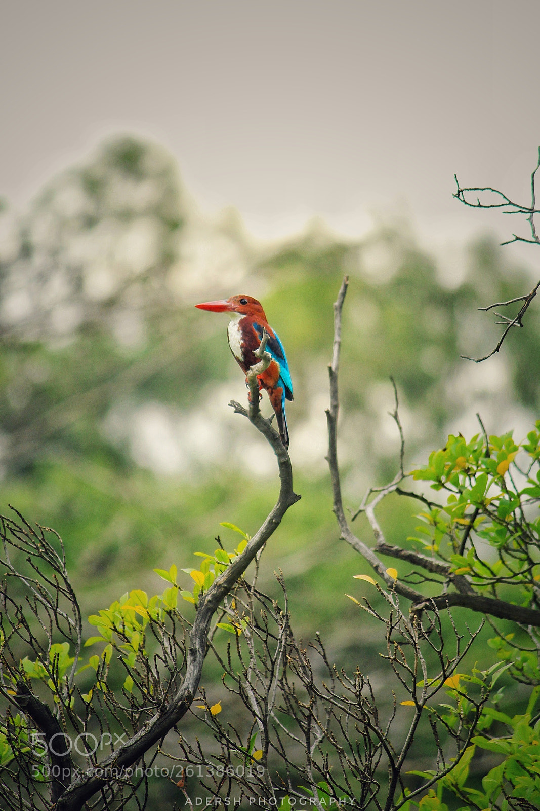 Canon EOS 1200D (EOS Rebel T5 / EOS Kiss X70 / EOS Hi) sample photo. White-throated kingfisher photography