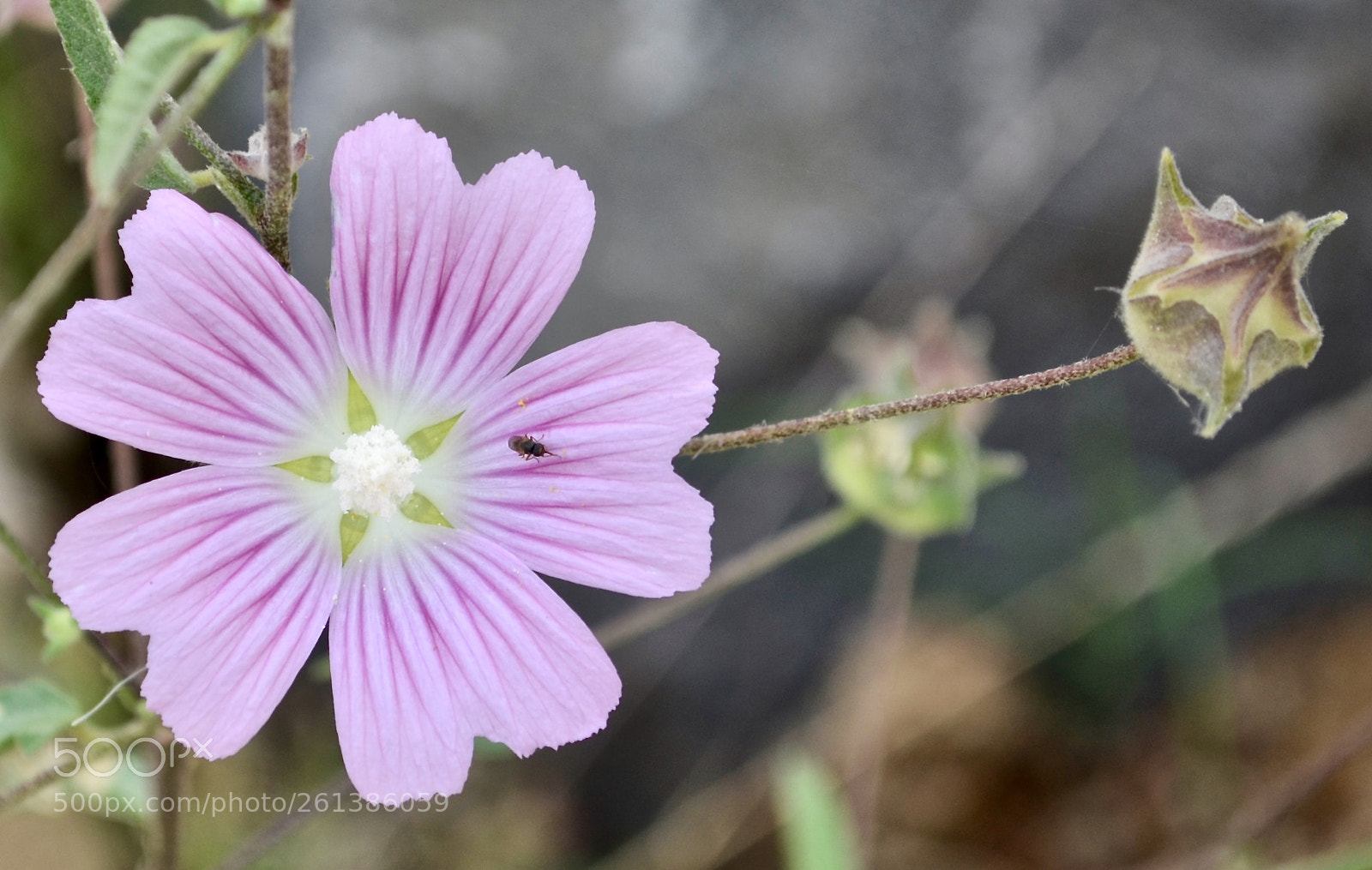 Nikon D5100 sample photo. Bonjour photography