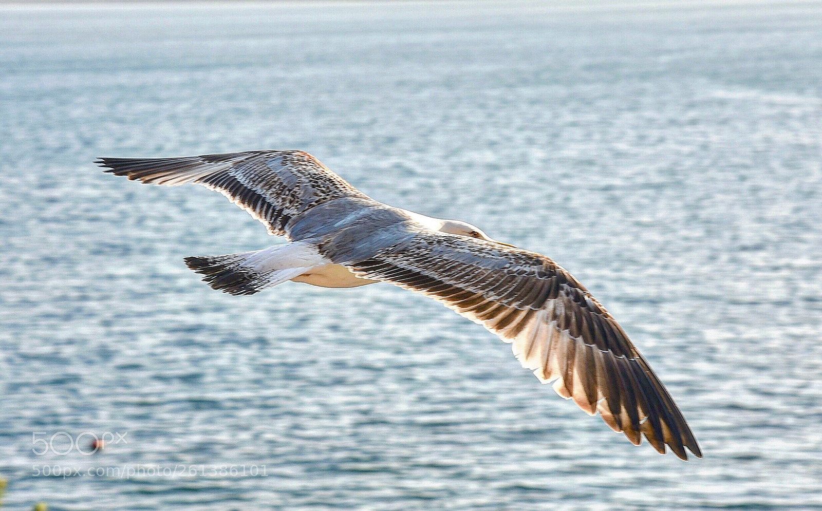 Nikon D750 sample photo. Just watcing photography