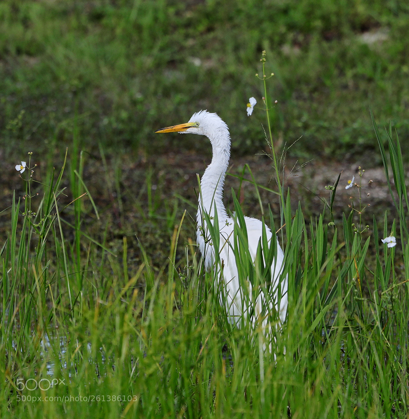 Canon EOS-1D X Mark II sample photo. 06-08-18-0021646.jpg photography