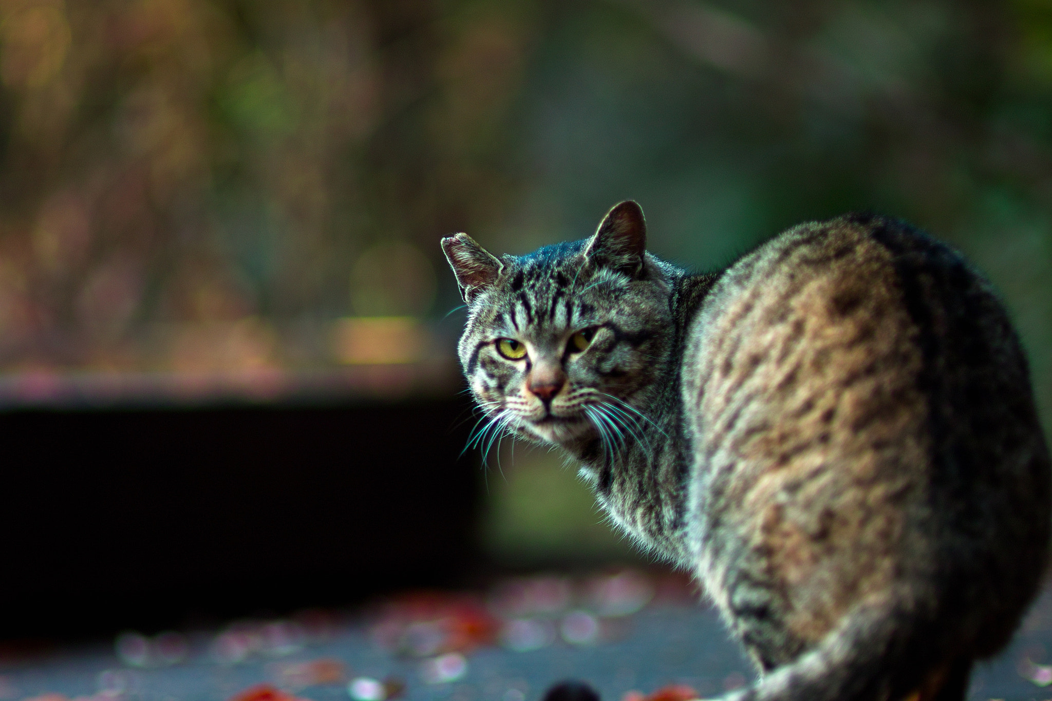 Sigma SD15 sample photo. Cat every day photography