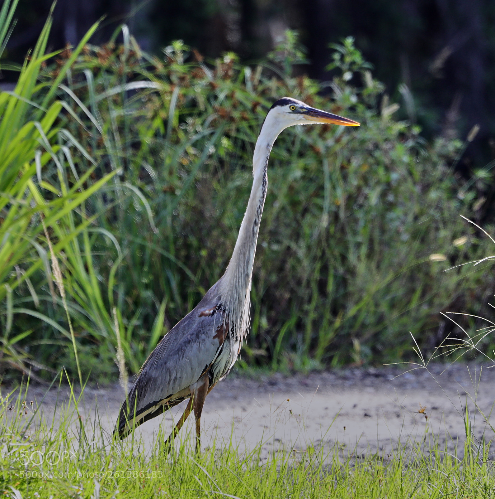 Canon EOS-1D X Mark II sample photo. 06-08-18-0021640.jpg photography