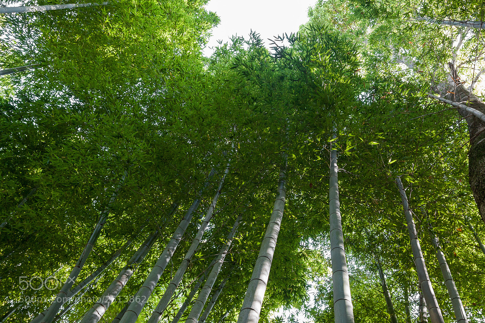 Canon EOS 50D sample photo. Img photography