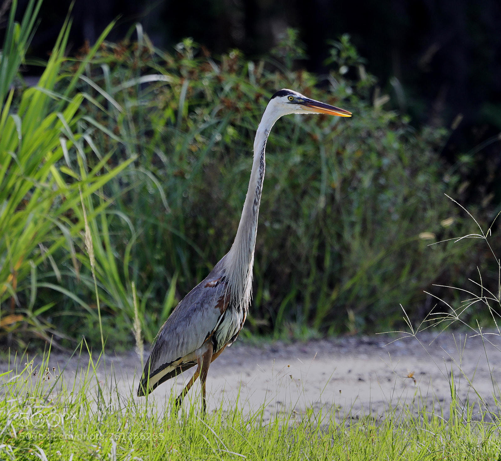 Canon EOS-1D X Mark II sample photo. 06-08-18-0021639.jpg photography
