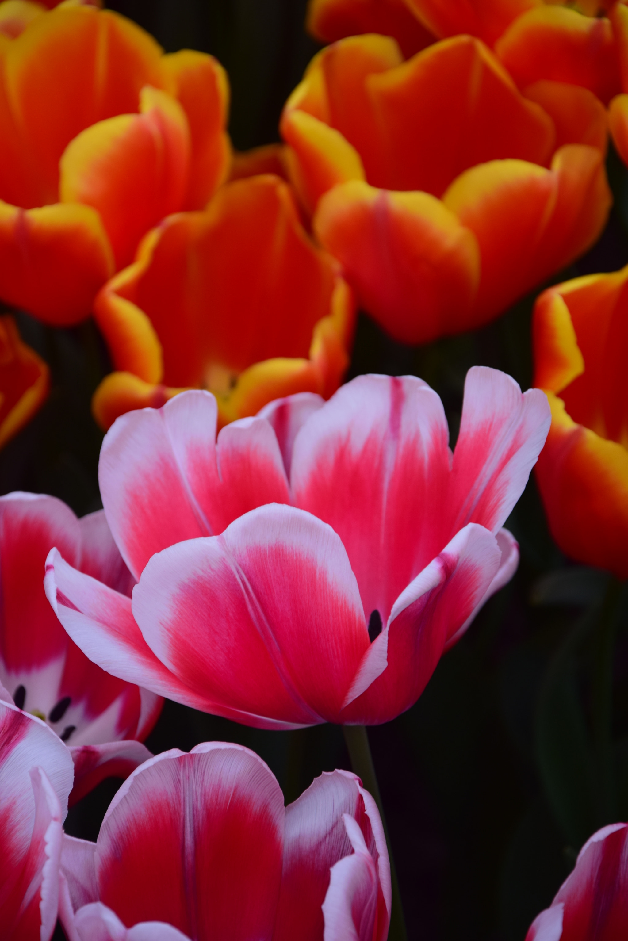 Nikon D5300 sample photo. Close up tulip photography