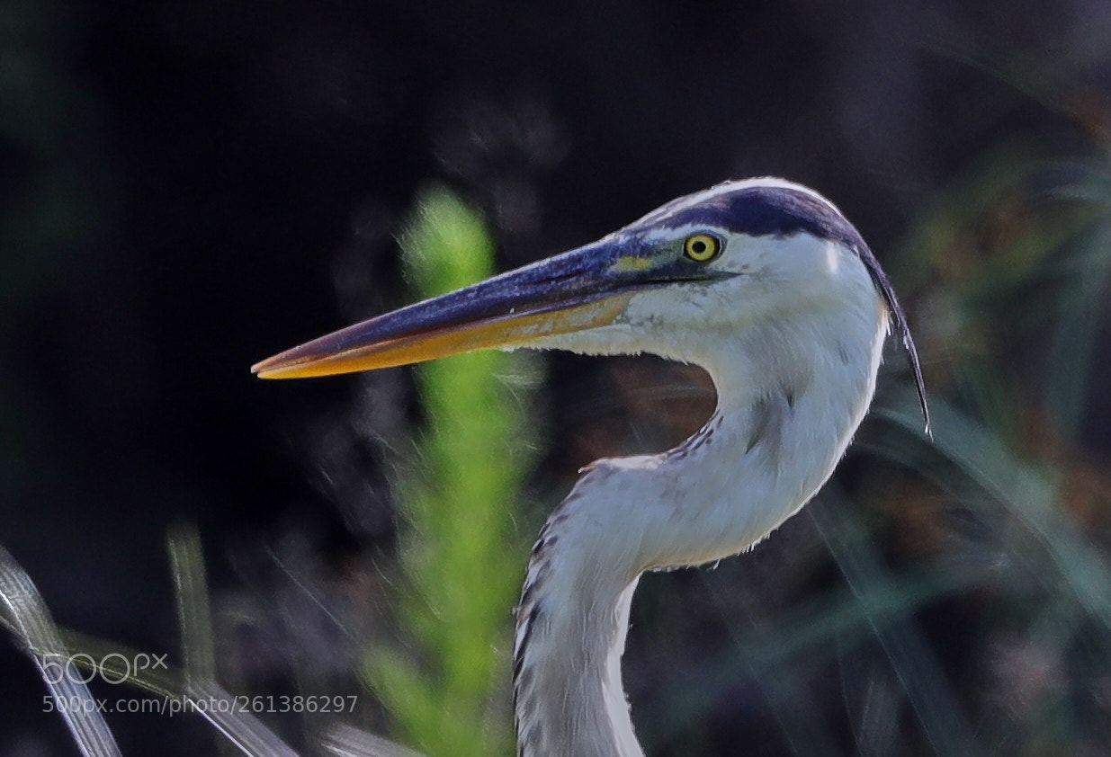Canon EOS-1D X Mark II sample photo. 06-08-18-0021631 1.jpg photography