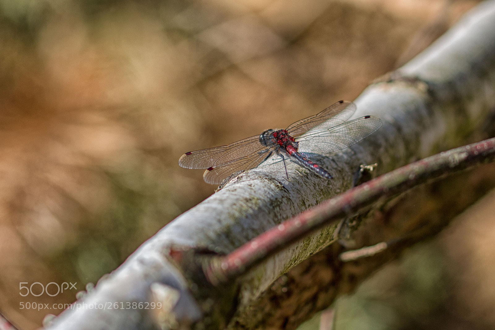 Canon EOS 700D (EOS Rebel T5i / EOS Kiss X7i) sample photo. Dragonfly photography