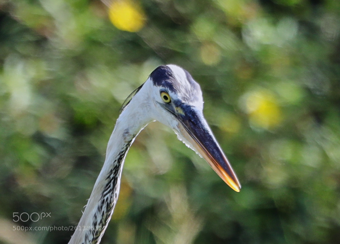 Canon EOS-1D X Mark II sample photo. 06-08-18-0021628.jpg photography