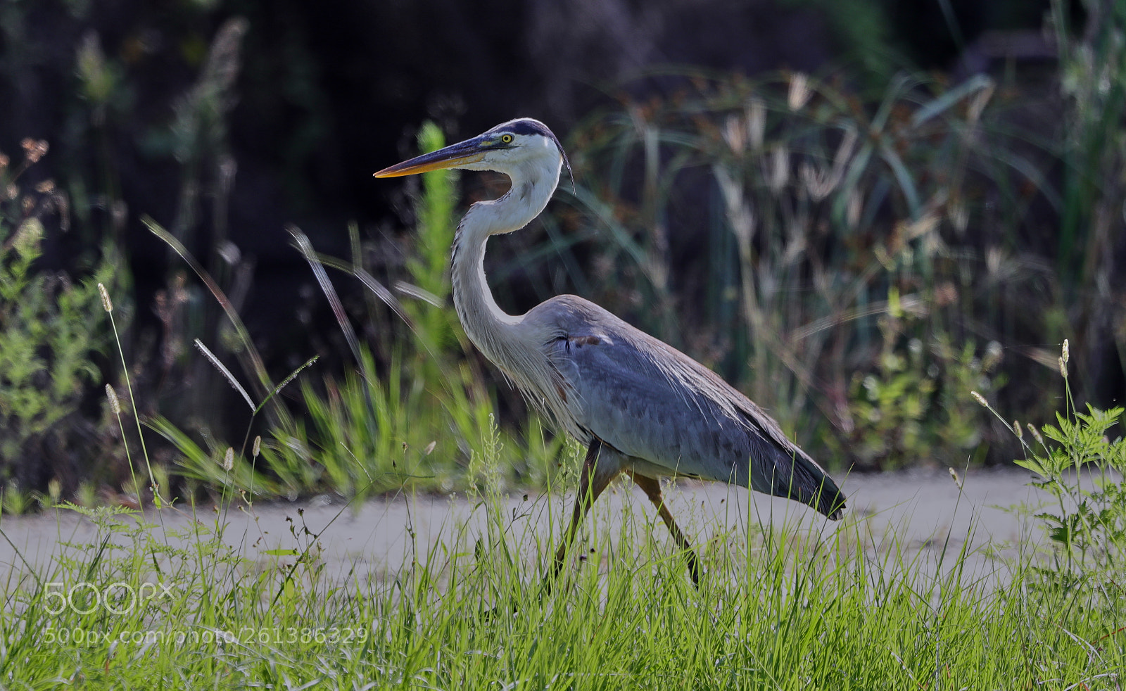 Canon EOS-1D X Mark II sample photo. 06-08-18-0021631.jpg photography