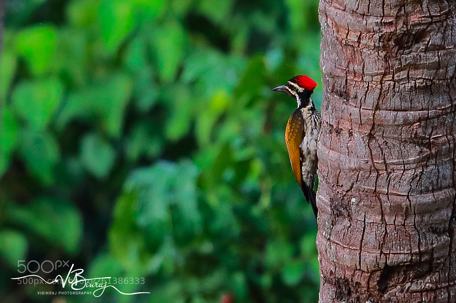 Canon EOS 80D sample photo. Woodcutter photography
