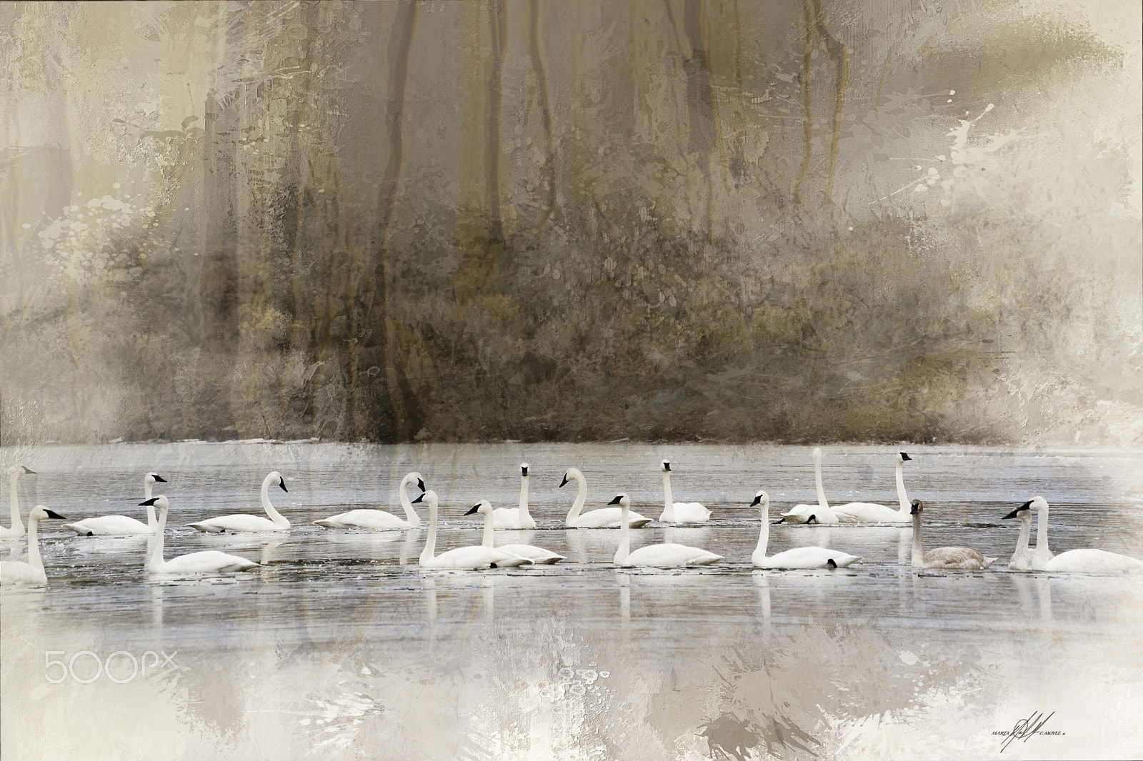 Sony a9 sample photo. Idaho carey swans photography