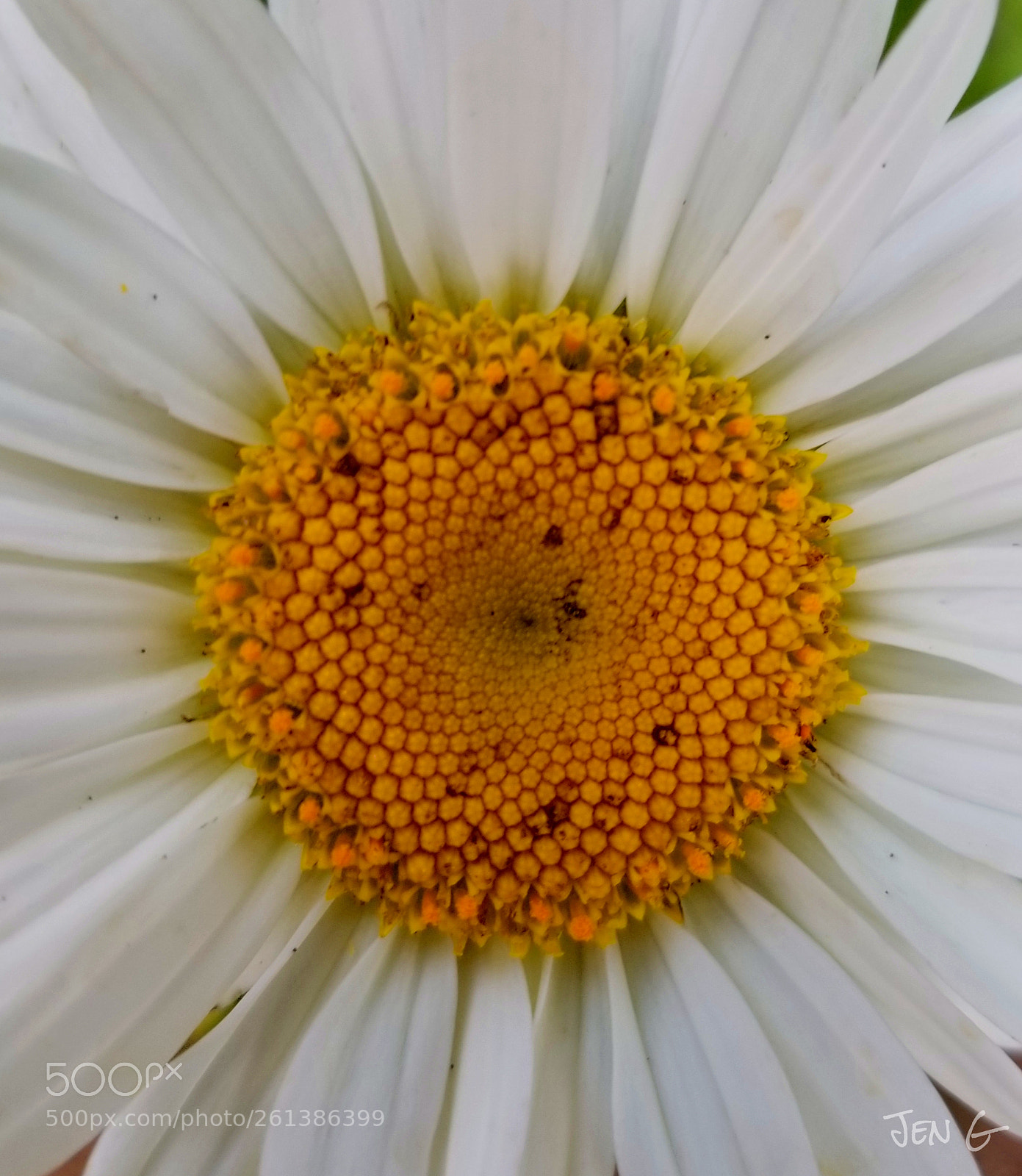 Samsung Galaxy S8+ sample photo. Daisy. photography