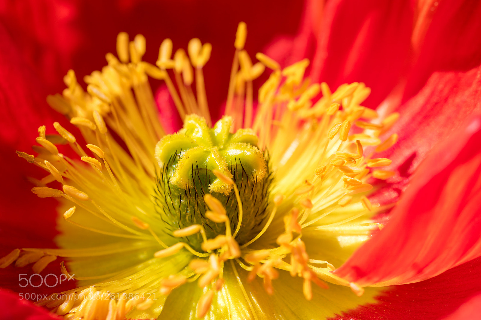 Sony a6300 sample photo. Mohn photography