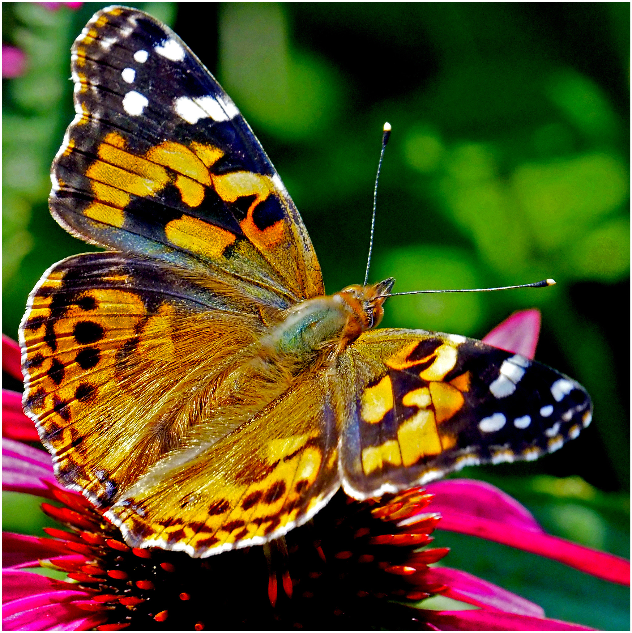 Olympus PEN-F sample photo. Bronx butterfly photography