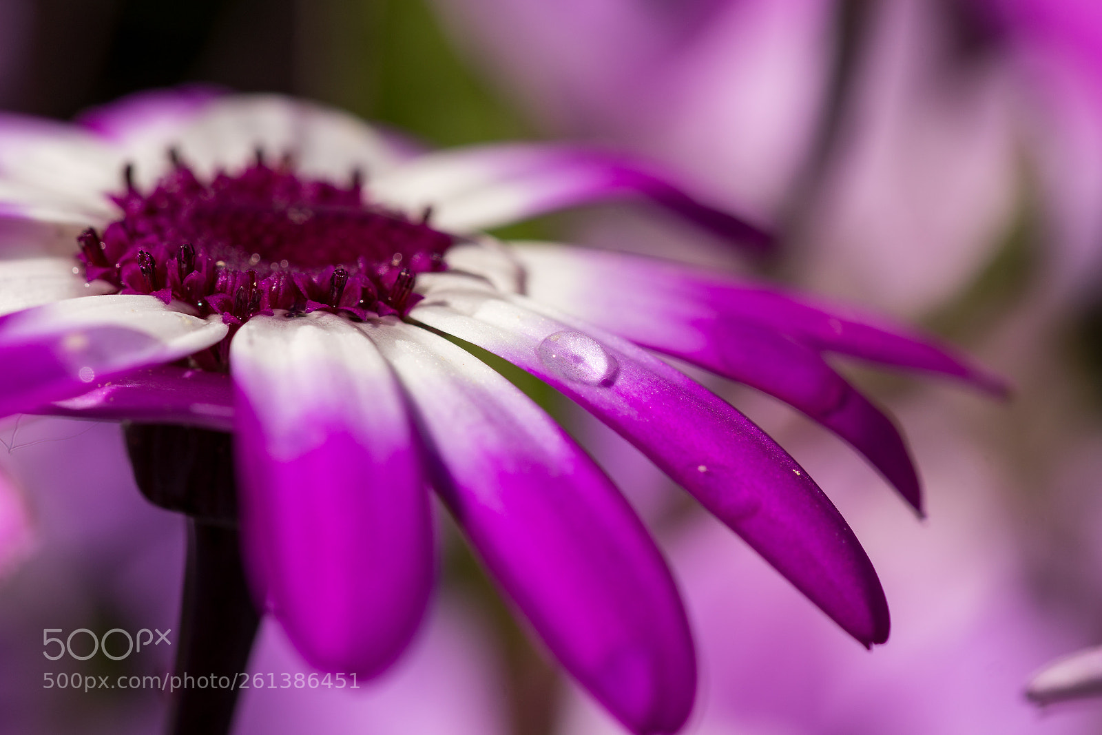 Sony a6300 sample photo. Aschenblume photography