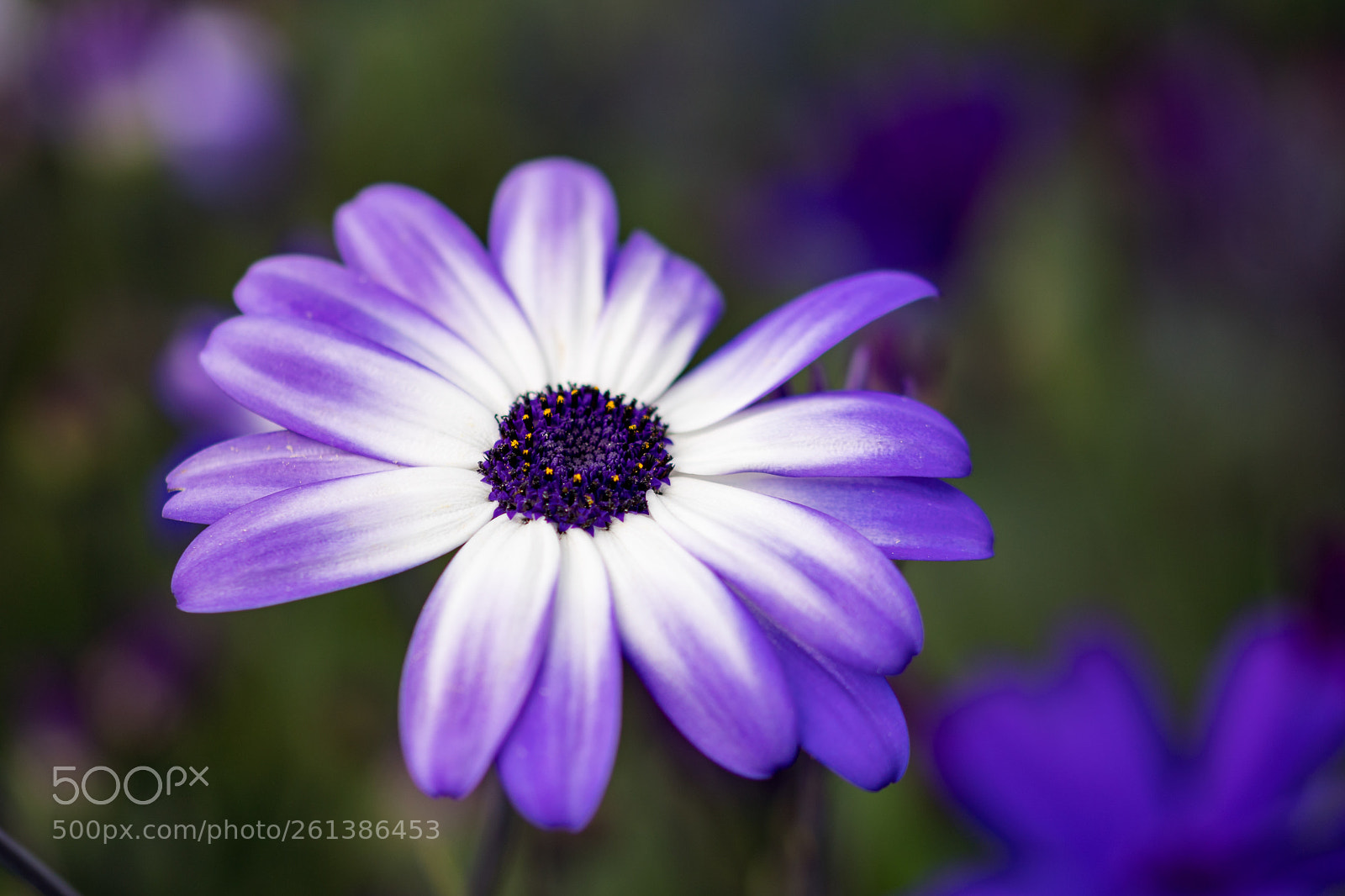 Sony a6300 sample photo. Aschenblume photography